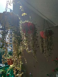 Entangled hearts 20 Cuttings- Hanging Plant