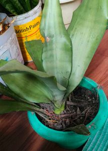 Combo live plants ☘️☘️☘️