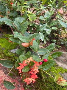 Healthy Ixora Plant