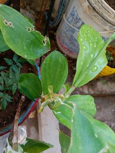 Healthy Insulin/ Sugar Live Plant Stem Cuttings