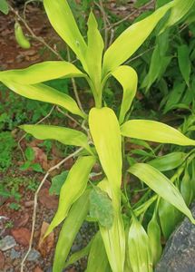 Lucky Bamboo Plant