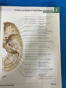 Atlas Of Human Anatomy- Netter