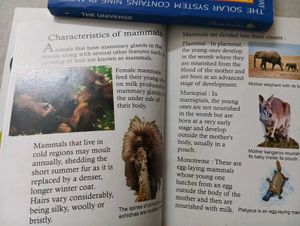 Junior Encyclopedia