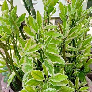3 Variegated Devil's Backbone Plant