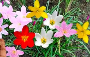 Multicolor Rain Lilly Bulb Pack Of  6 Piece