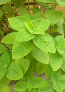 Ajwain Plant With Root