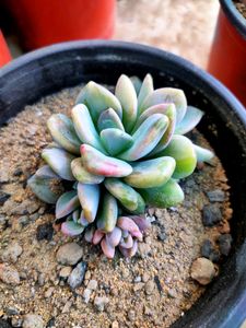 succulent variety