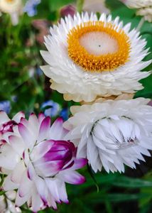 Strawflowers Seeds