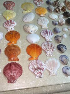 Seashell Collection
