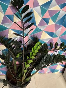 BLACK ZZ Plant