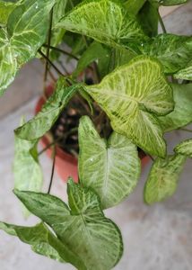 Syngonium Live Plant