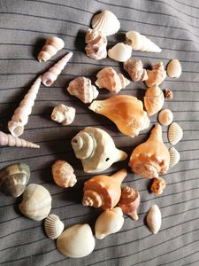 Original Sea Shells