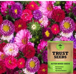 Aster And Antirrhinum Mixed Flowers Seeds