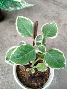 Assorted Plants