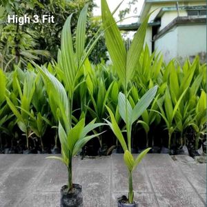 Hybrid Betel Nut Plants (Pack of 2) | High Yield A