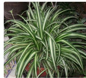 Spider Plant With A Pot