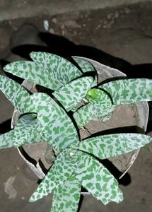 Different Verity Of Plants