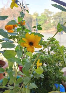 3 Plant Combo Seeds