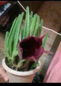 Rare 2 Color  Two Variety Cactus Plant