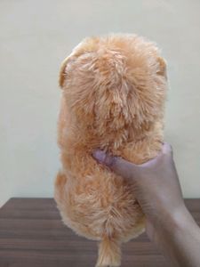Cute Soft Light Weight Dog