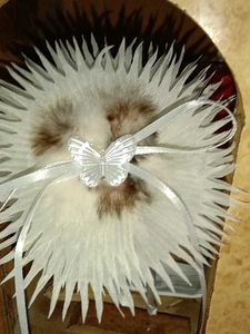 Beautiful Flower With Butterfly Hair Band