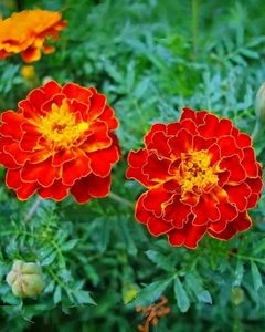 Marigold Plant Pack Of 3