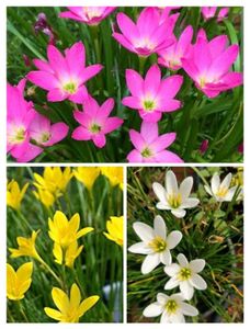 Colorful Rain Lily Bulbs And Butterfly Seeds