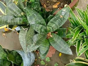 Sansevieria “Hahnii” Birds Nest Dwarf Snake Plant