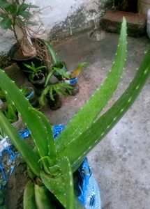 Aloe Vera Plant