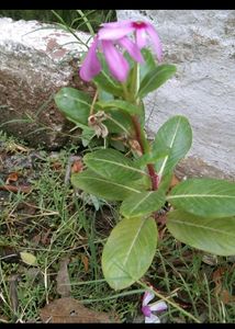 Madagascar Periwinkle Flower 🌸.