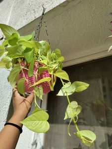 Money Plant Cuttings -3 With Nodes