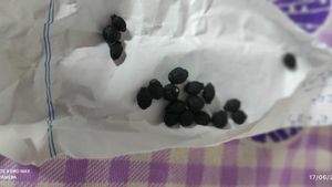 4&#39;o Clock Flower Seeds