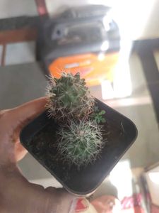 Small Barrel Cactus