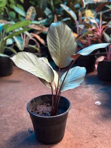 10 Live Root Plants