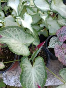 Caladium Shycool Plant