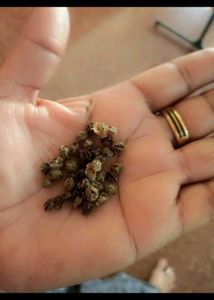 Fruits Seeds @ Low Price