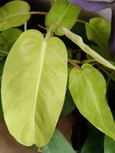 Combo plants for @sshopee