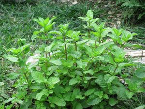Podina Root&#39;s With Plastic Pot