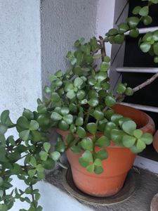 Live Plant For Sale
