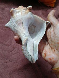 Beautiful Conch Shell
