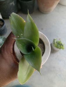 Combo Of Succulent