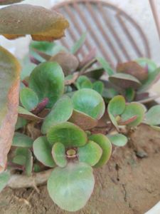 Combo Water Lily + 3 Plant Free