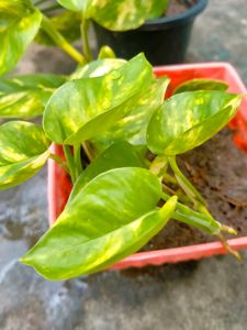 Golden Pothos