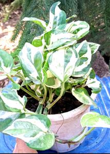 Succulent Arrangement