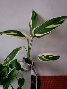 Set 2 Evergreen Money &amp; NeverNever Plants &amp; pot