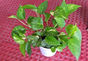 Evergreen Money &amp;.Dieffenbachia Seguine Plant &amp;Pot