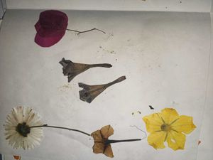 Dried Flowers For Crafting
