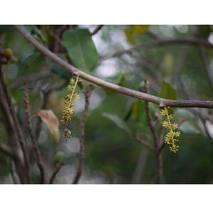 Giloy Natural Plants