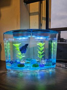 Small Beta Fish Tank