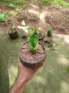 Snake Plant